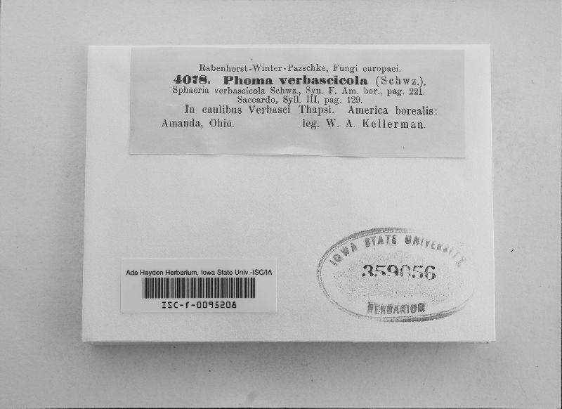 Sclerophomella verbascicola image