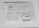 Sarcosoma globosum image