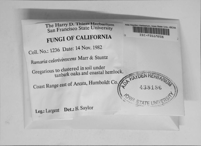 Ramaria celerivirescens image