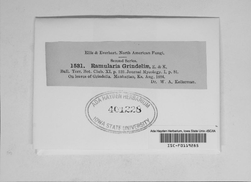 Ramularia grindeliae image