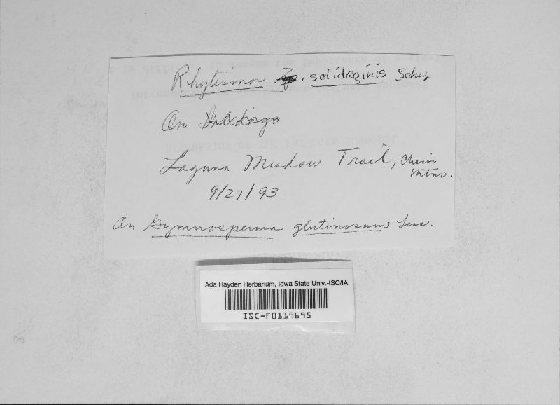 Rhytisma solidaginis image