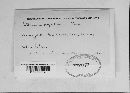 Mutatoderma populneum image