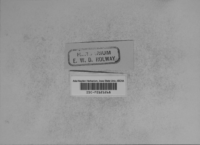 Trichosporum fuscum image