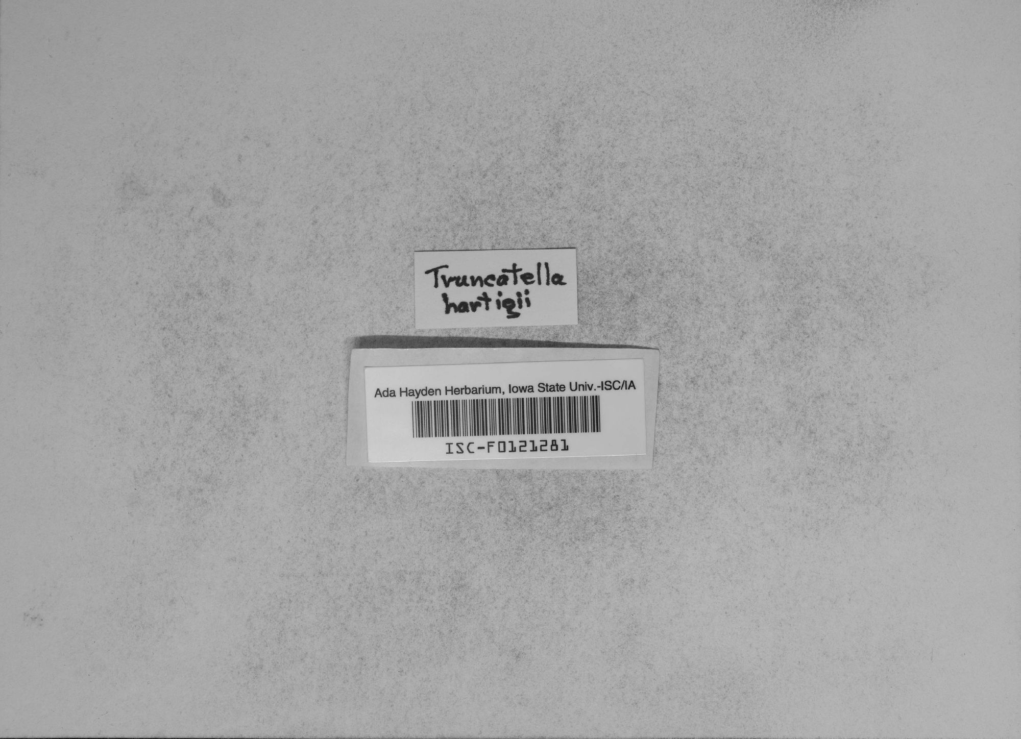 Truncatella hartigii thumbnail