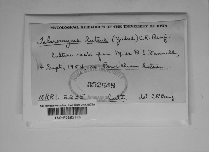 Talaromyces luteus image
