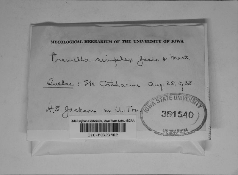 Tremella simplex image