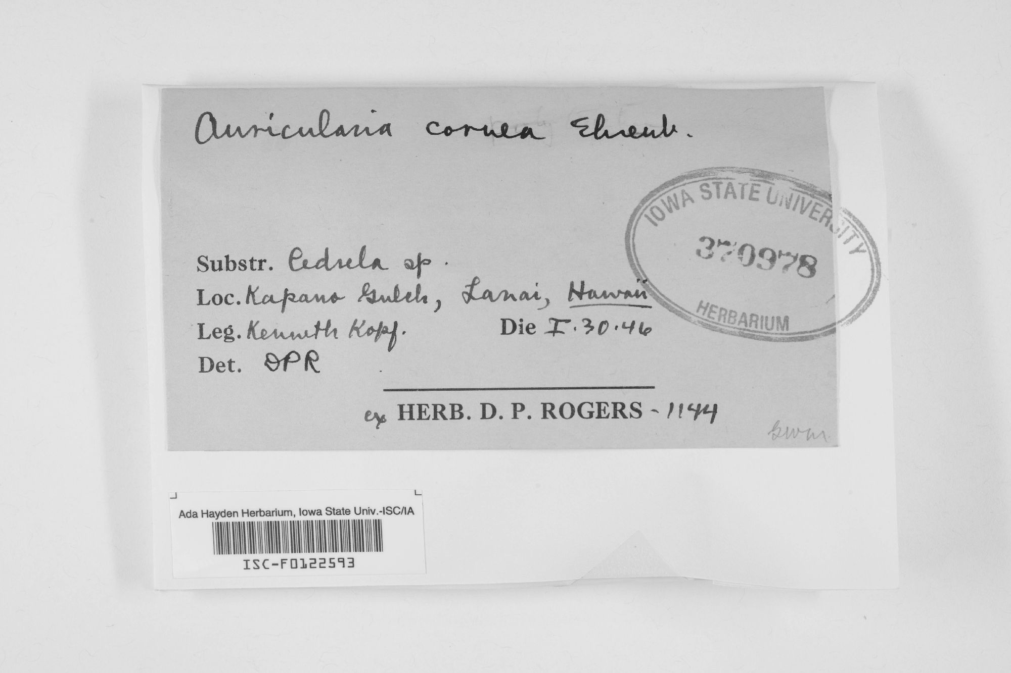 Auricularia cornea