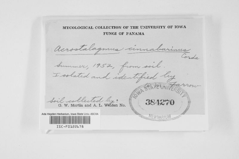 Acrostalagmus luteoalbus image