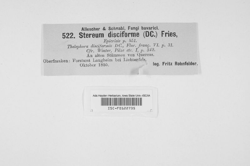 Aleurodiscus disciformis image
