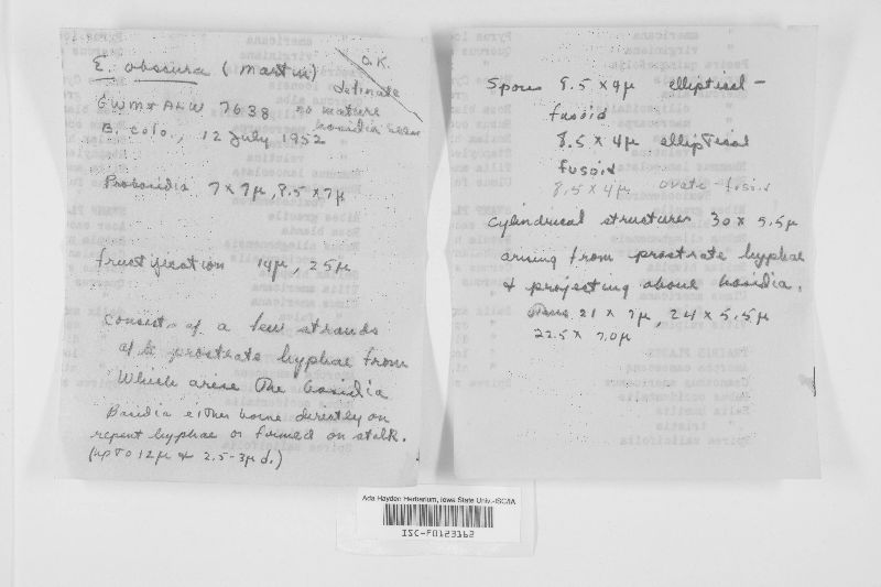 Bourdotia obscura image