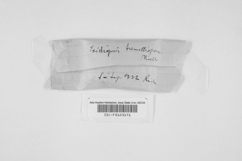 Bourdotia petiolata image