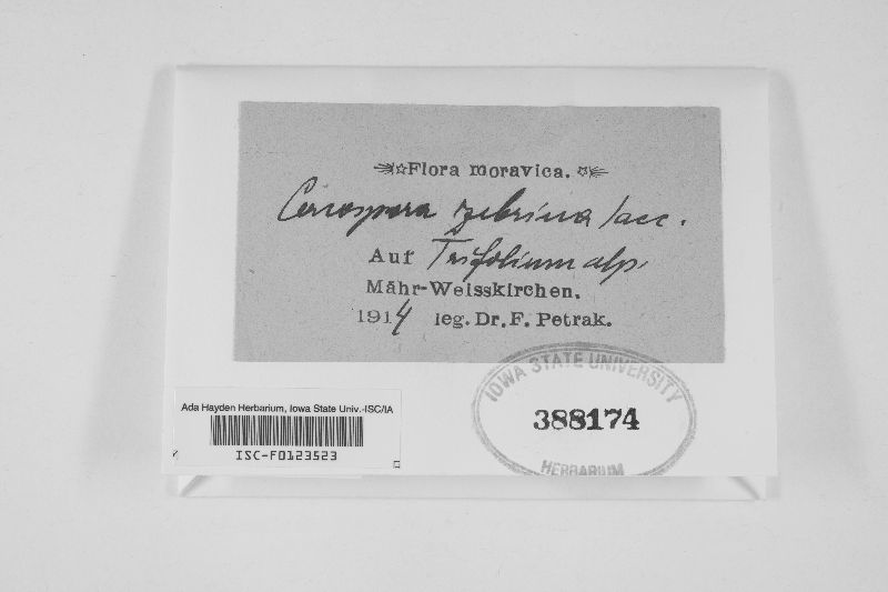 Cercospora zebrina image