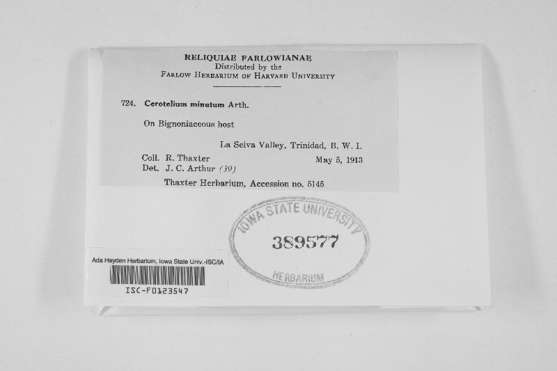 Cerotelium minutum image