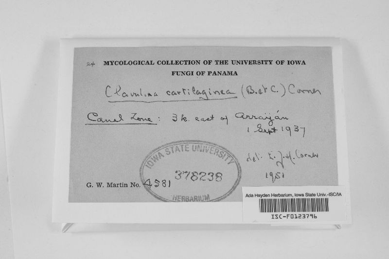 Clavulina cartilaginea image