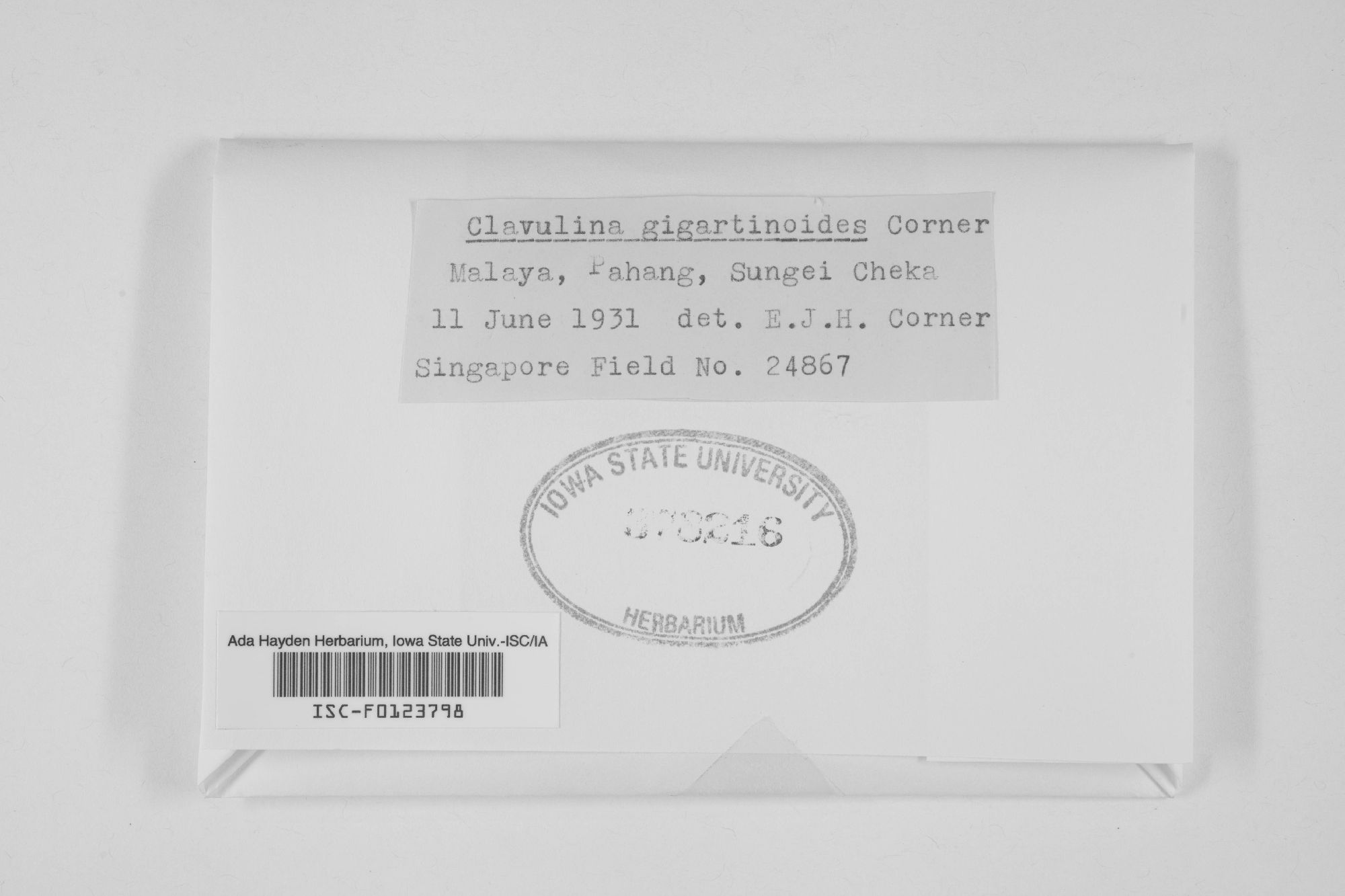 Clavulina gigartinoides thumbnail
