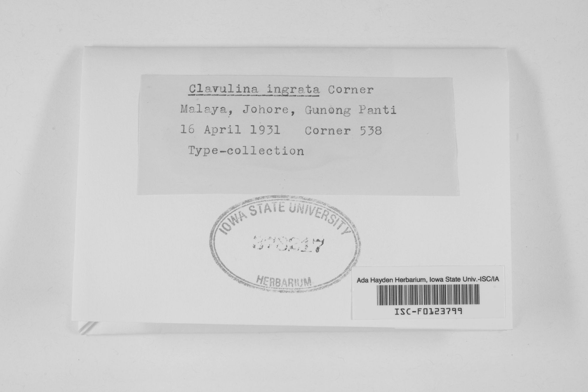 Clavulina ingrata thumbnail
