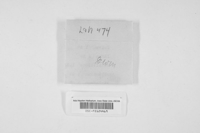 Dacrymyces punctiformis image