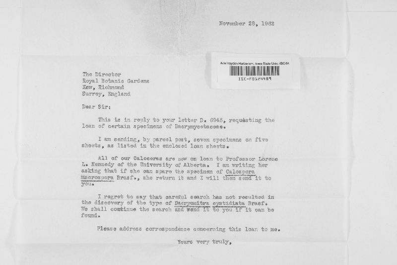 Dacryonaema rufum image