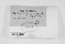 Diatrype disciformis image
