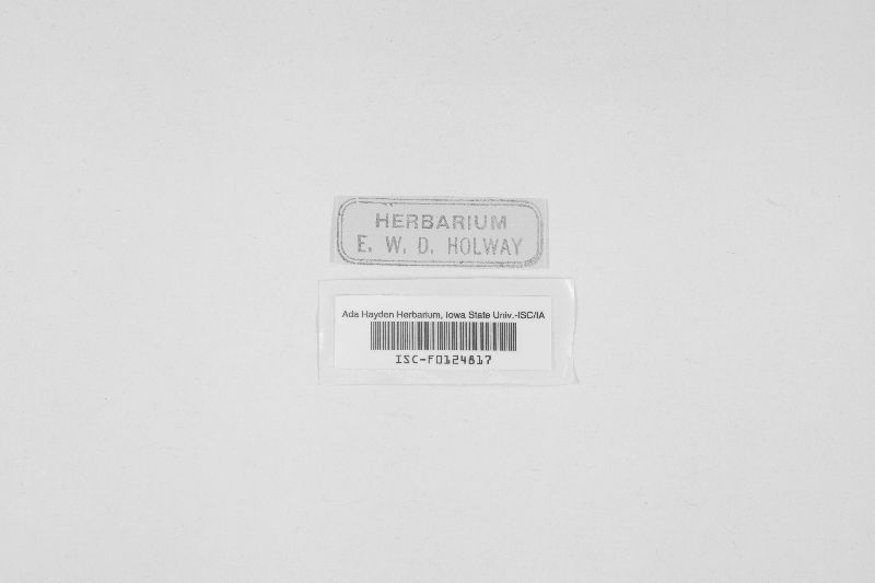 Discostroma tostum image