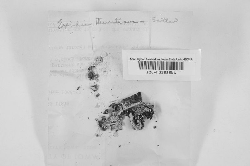 Exidia thuretiana image