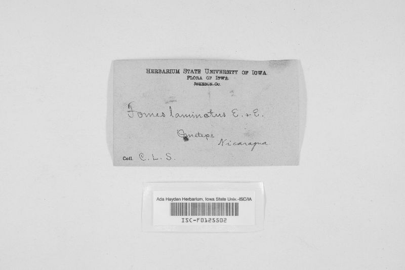 Fomitella supina image