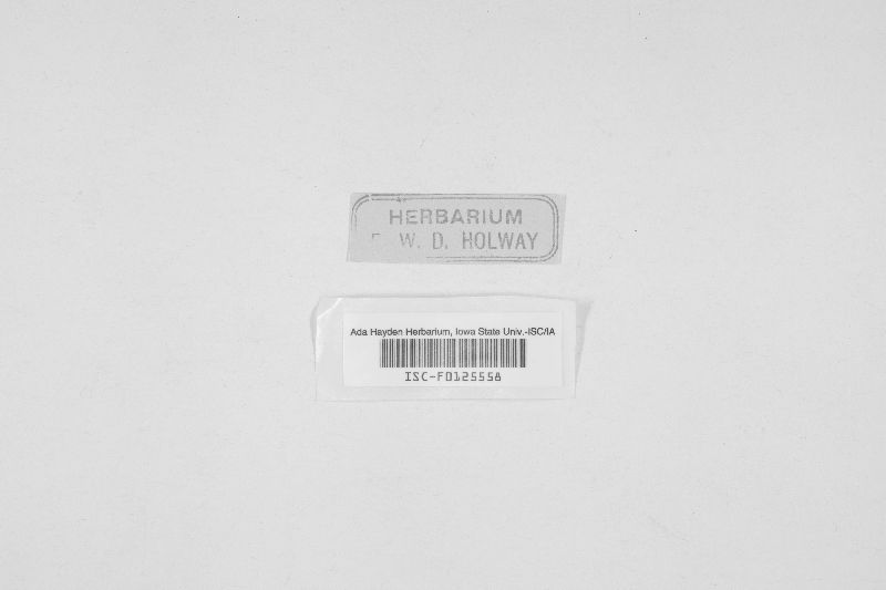 Fusidium coccineum image