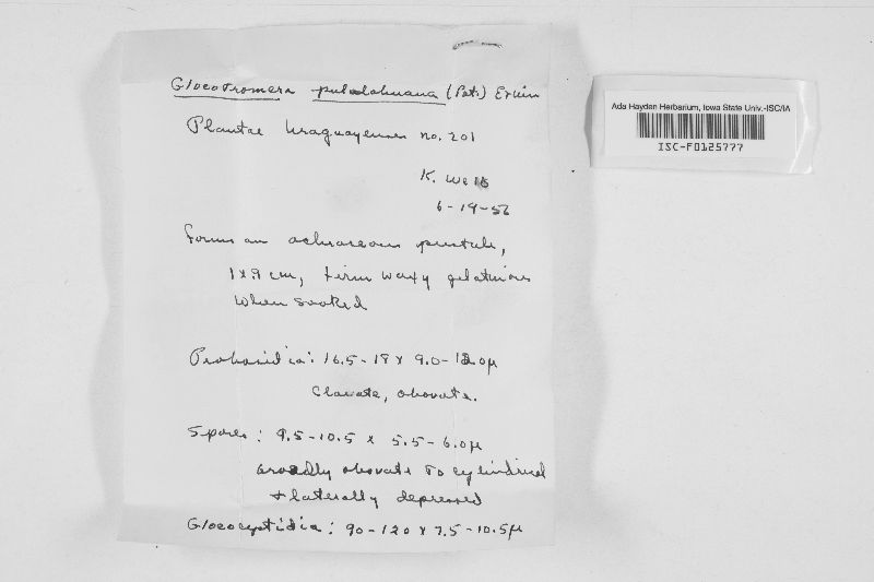 Gloeotromera pululahuana image