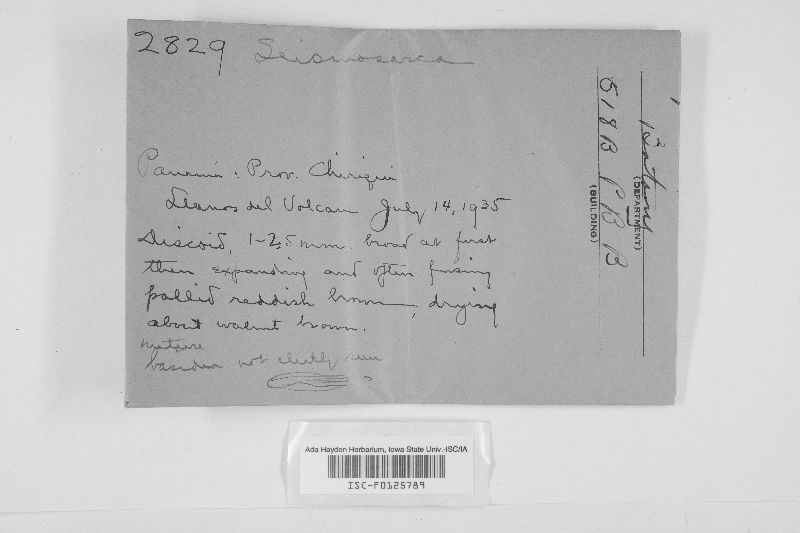 Gloeotromera pululahuana image