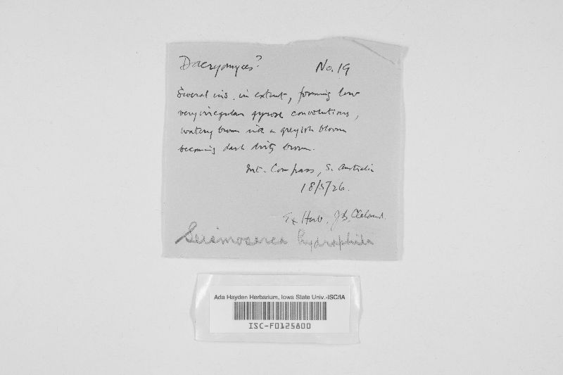 Ductifera sucina image