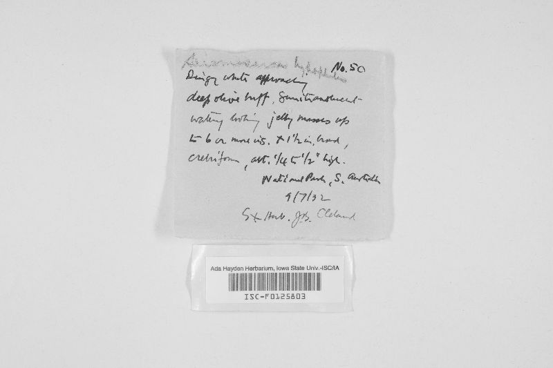 Ductifera sucina image