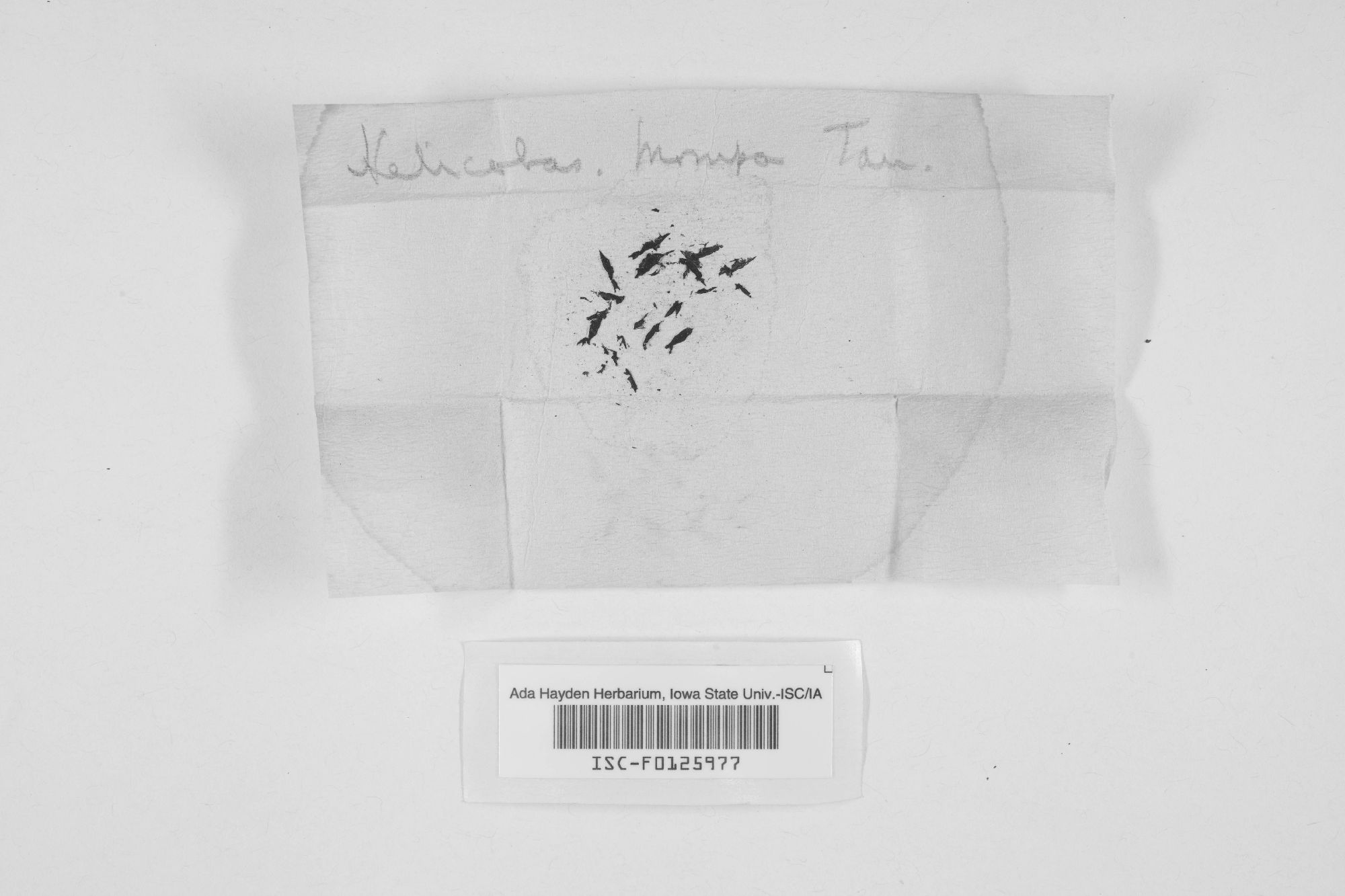 Helicobasidium mompa