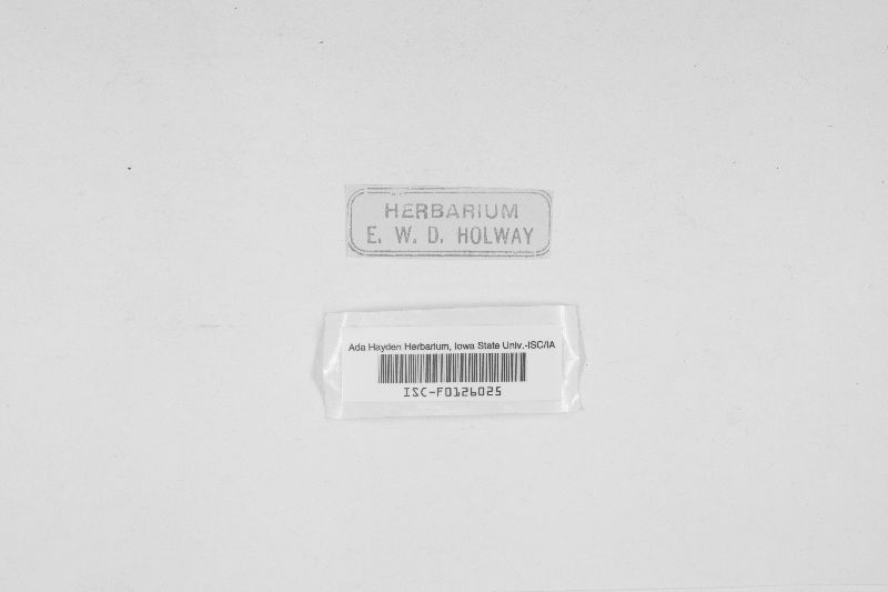 Helotium albidum image