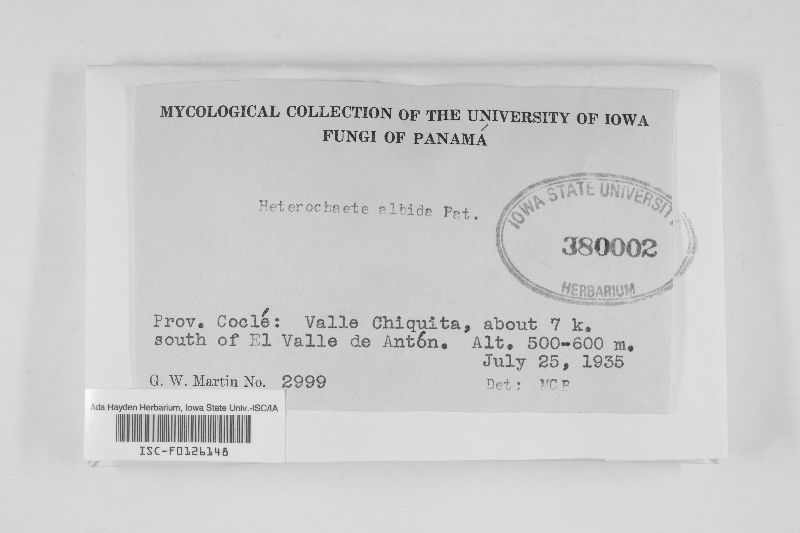 Heterochaete albida image