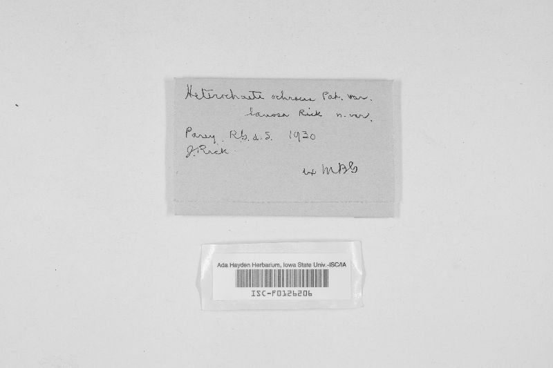 Heterochaete ochracea image