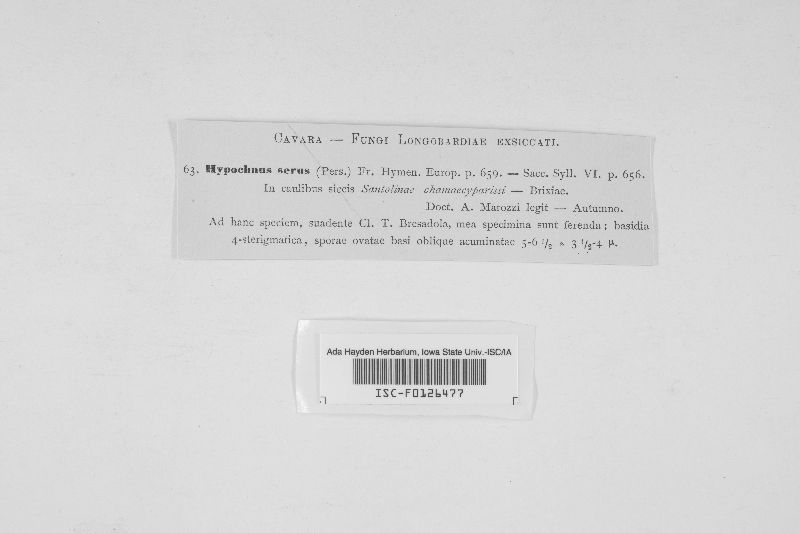Hyphodontia sambuci image