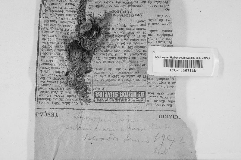 Lycoperdon subincarnatum image