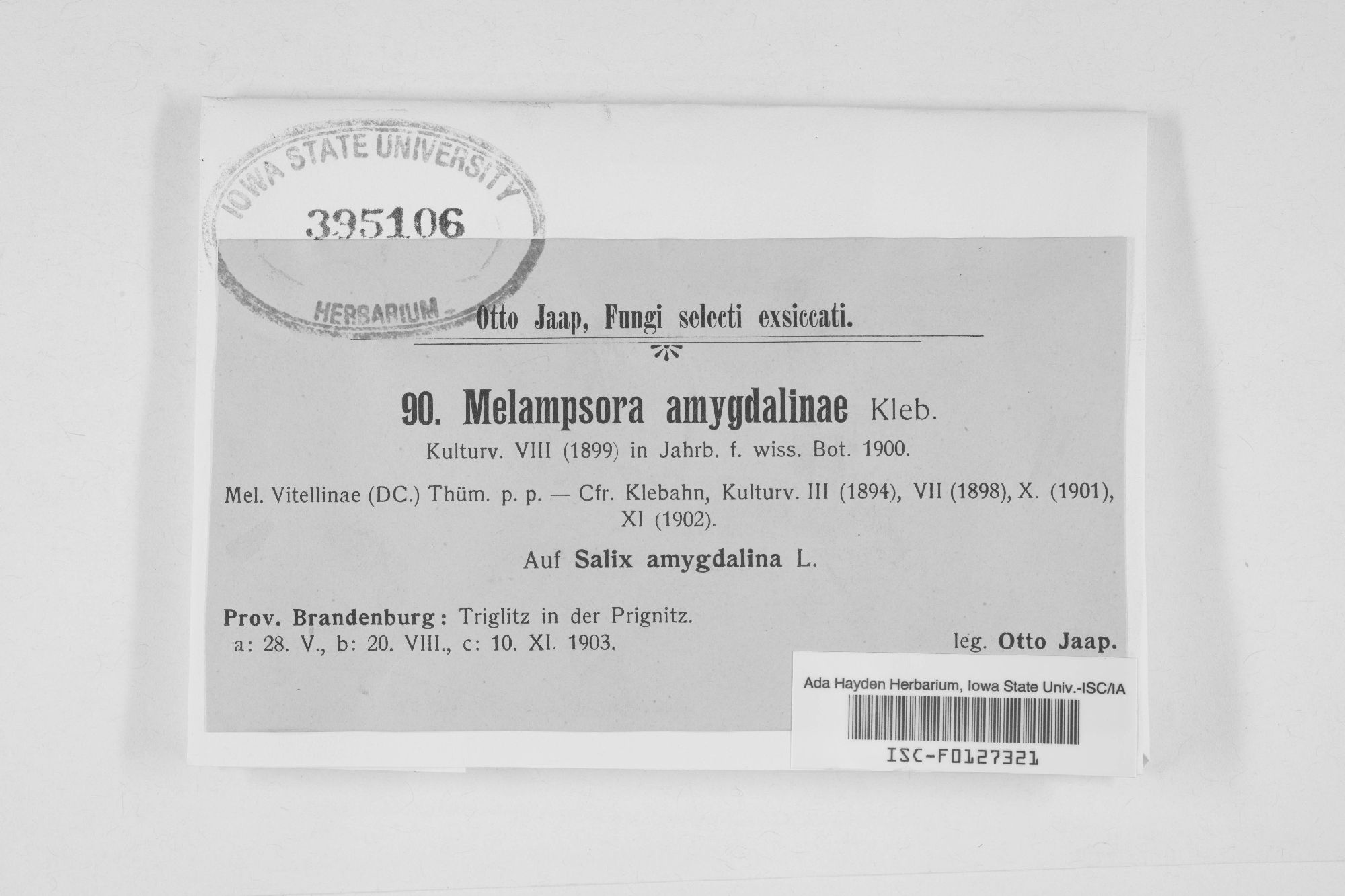 Melampsora amygdalinae thumbnail