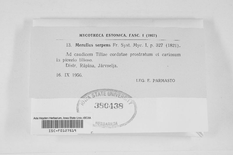 Ceraceomyces serpens image