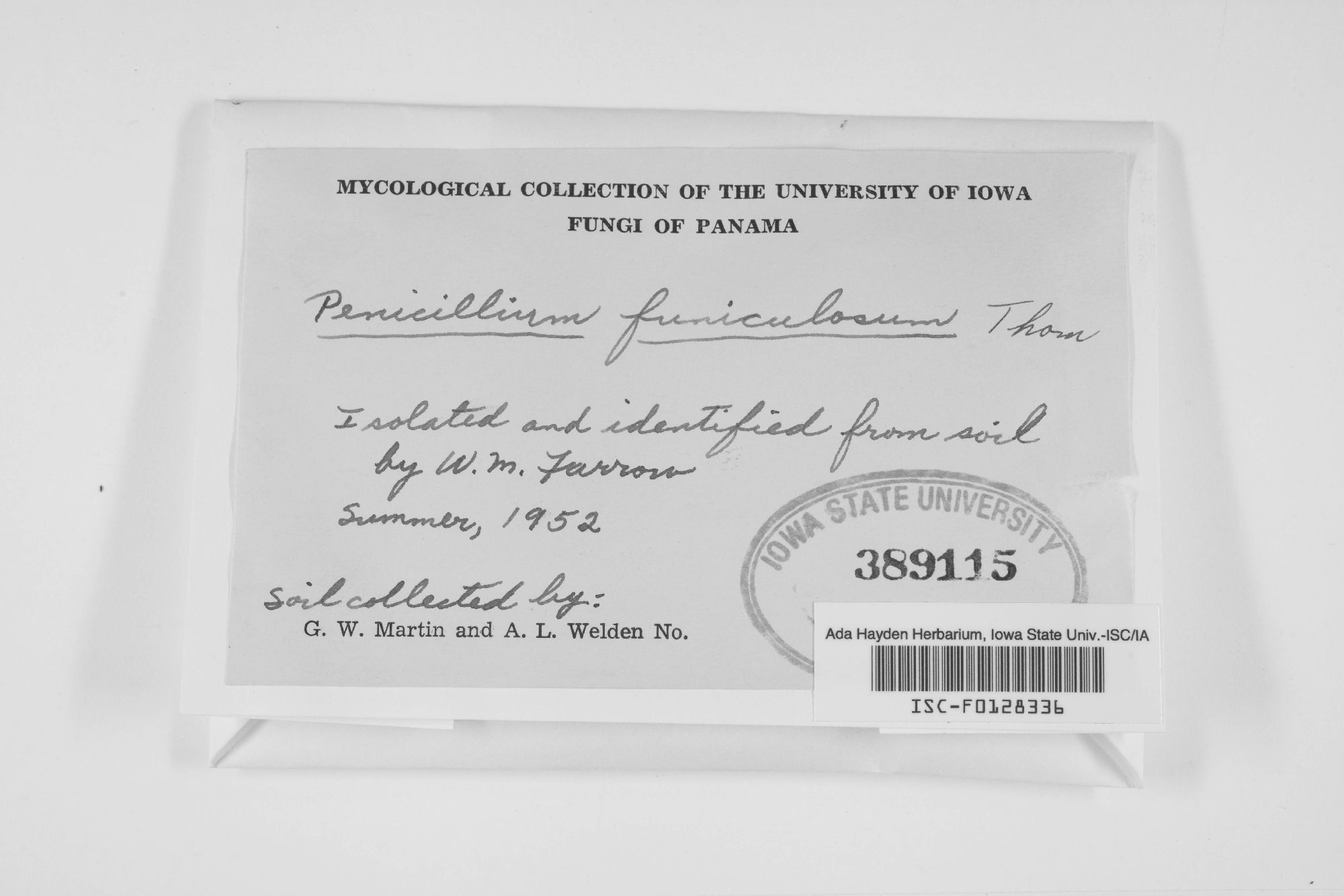 Penicillium funiculosum thumbnail