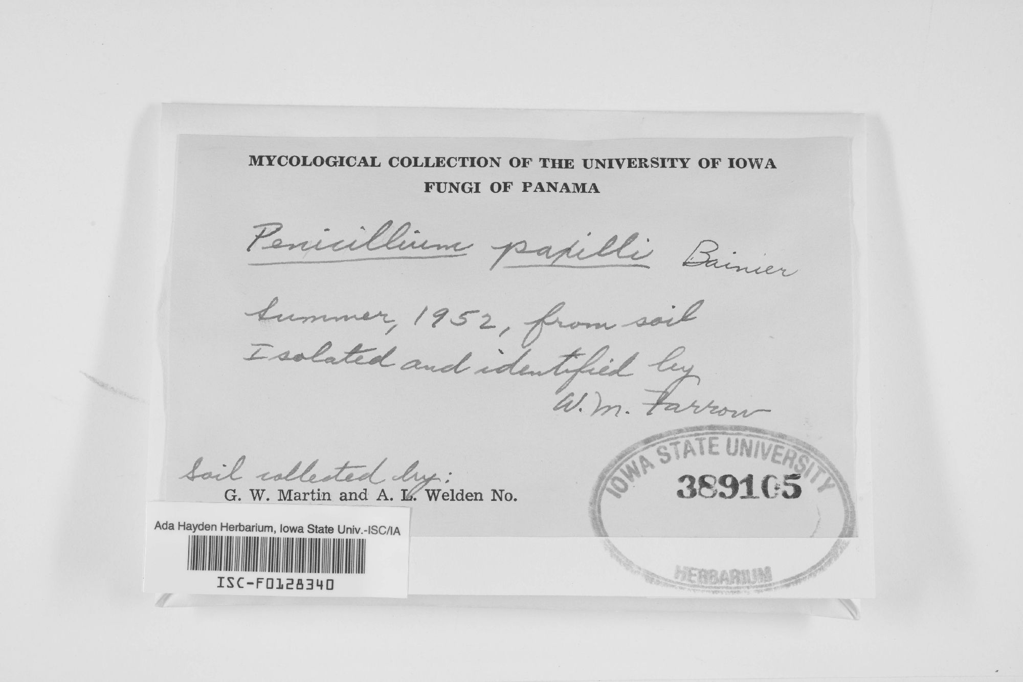 Penicillium paxilli thumbnail