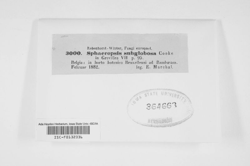 Neodeightonia subglobosa image