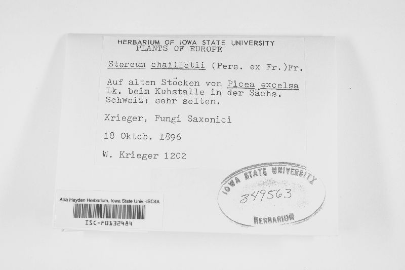 Amylostereum chailletii image
