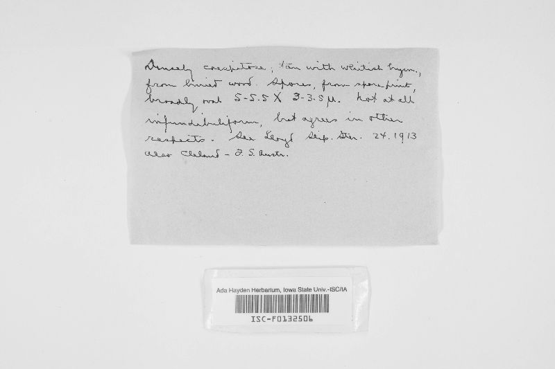 Podoscypha elegans image