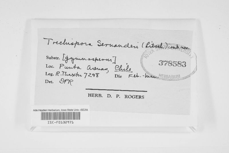 Sistotrema sernanderi image