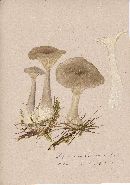 Ampulloclitocybe clavipes image