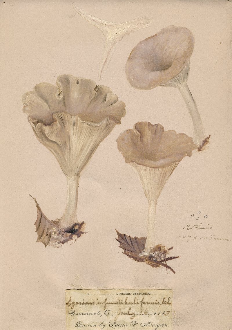 Clitocybe infundibuliformis image