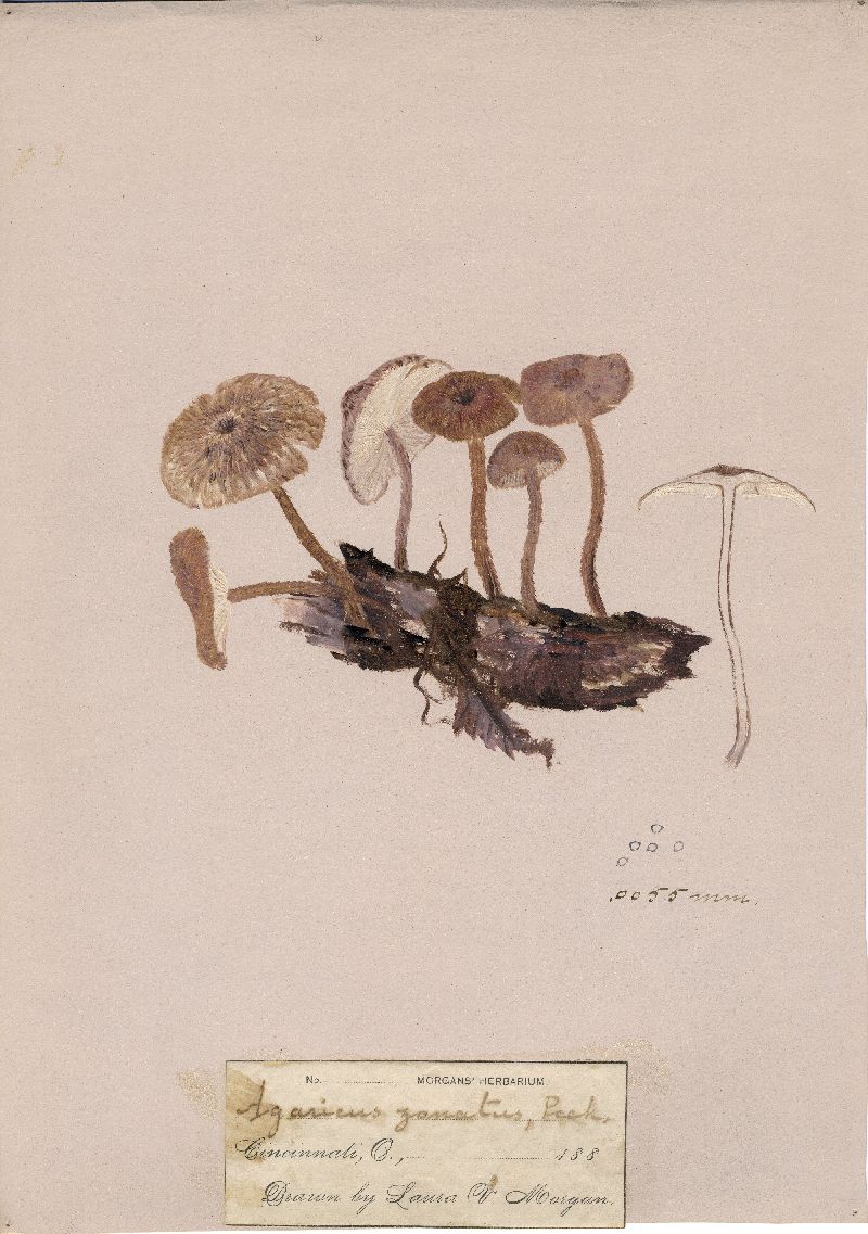Agaricus zonatus image