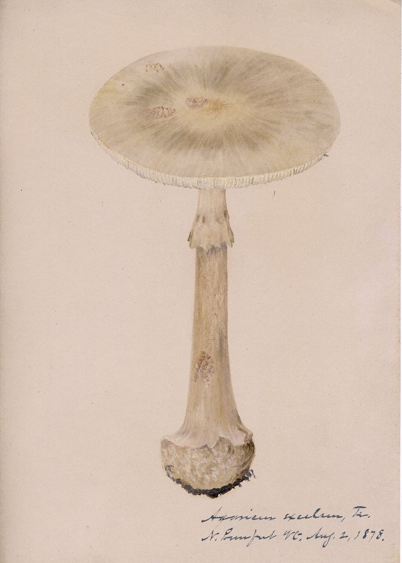 Agaricus excelsus image