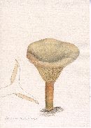 Thumbnail image of current specimen